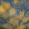 Krutihlav obecny - Jynx torquilla - Eurasian Wryneck 1190